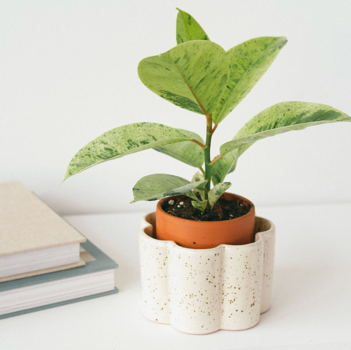 Vaso Autoirrigante | Speckled White