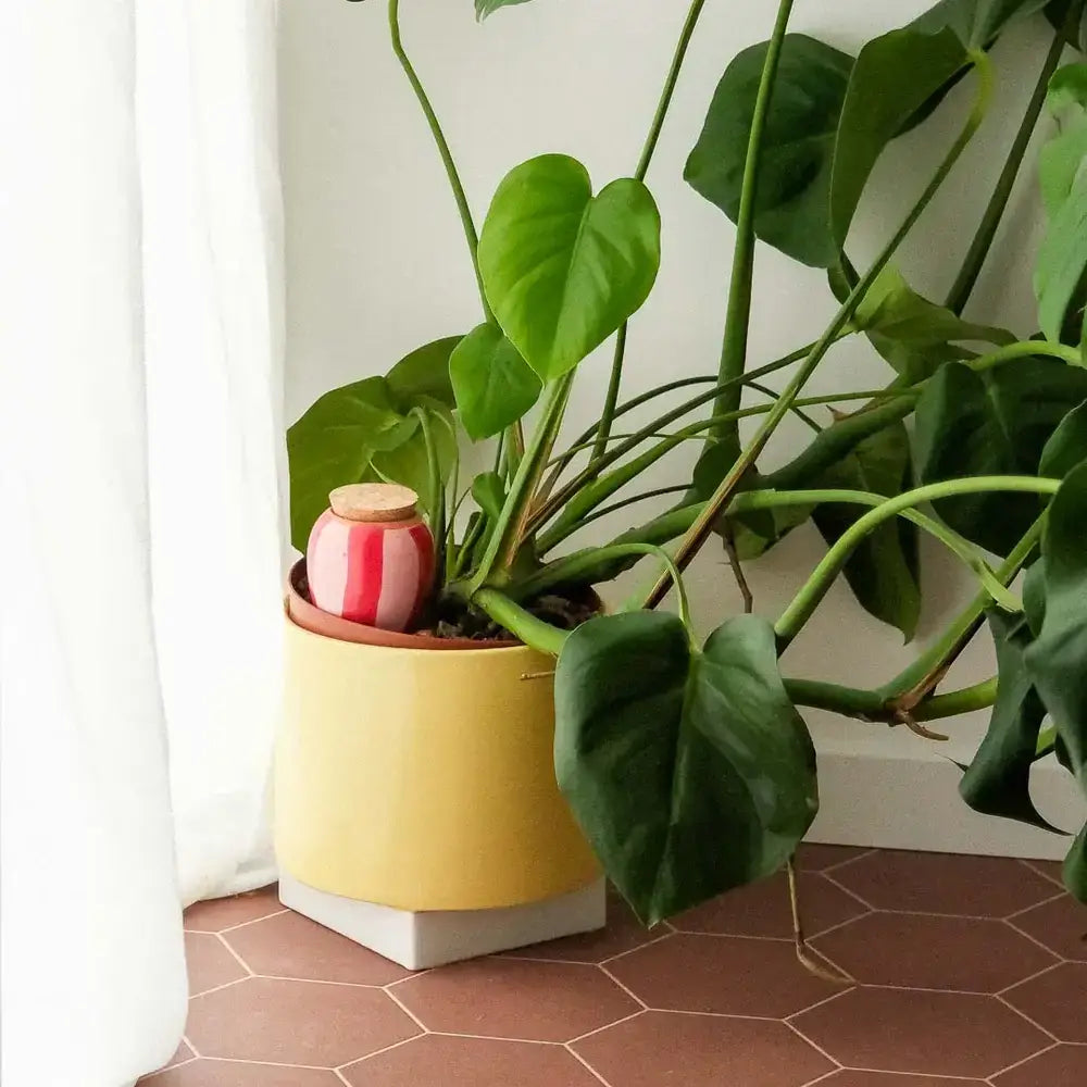 Olla - A righe rosa e rosse